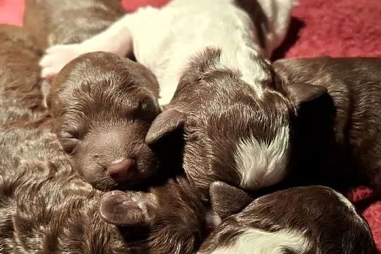 Lagotto romagnolo suczki i piesek metryka zkwp, Mazowieckie, Sierpc