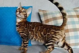 Kocurek bengalski z rodowodem