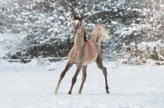 Ogierek arabski wnuk ogiera AJ MARDAN!, , 