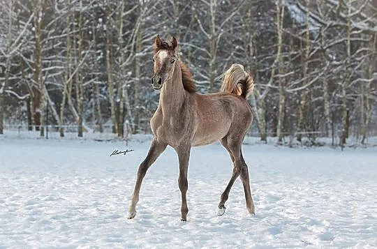 Ogierek arabski wnuk ogiera AJ MARDAN!, , 