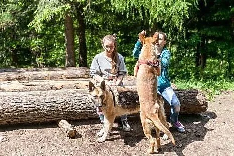 Sunia w typie owczarka szuka domu,  dolnośląskie Ś