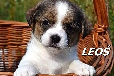 Sześć maluszków szuka fajnych domków :)