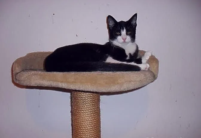 10- miesięczne kotki do adopcji