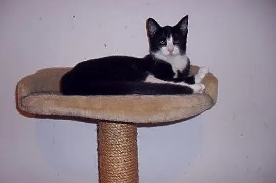 10- miesięczne kotki do adopcji