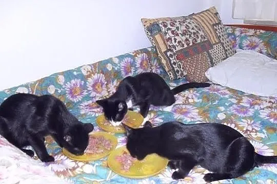10- miesięczne kotki do adopcji