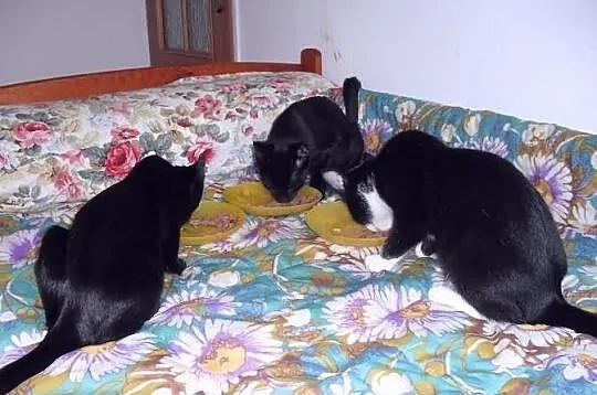 10- miesięczne kotki do adopcji
