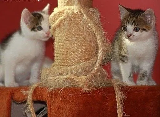 Wesołe Krasnoludki do adopcji!!!, łódzkie Łódź