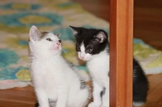 Wesołe Krasnoludki do adopcji!!!,  łódzkie Łódź