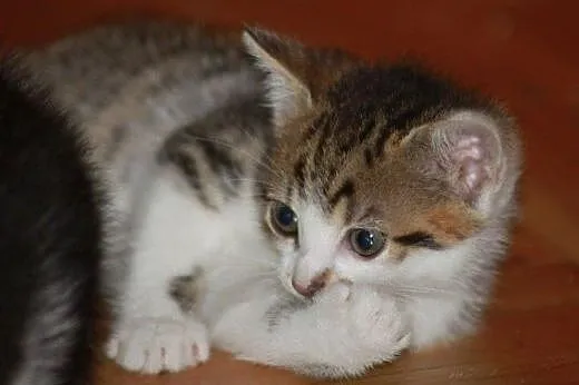 Wesołe Krasnoludki do adopcji!!!,  łódzkie Łódź