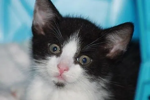 Wesołe Krasnoludki do adopcji!!!,  łódzkie Łódź