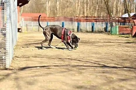 Urocza suczka do adopcji !,  mazowieckie Warszawa