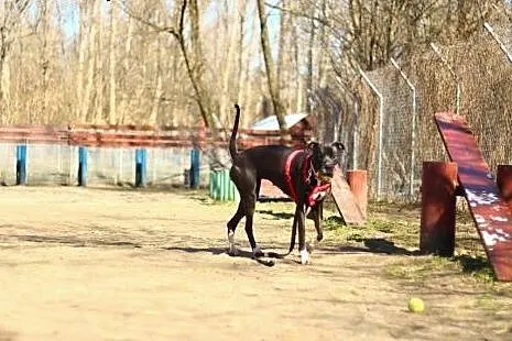 Urocza suczka do adopcji !,  mazowieckie Warszawa