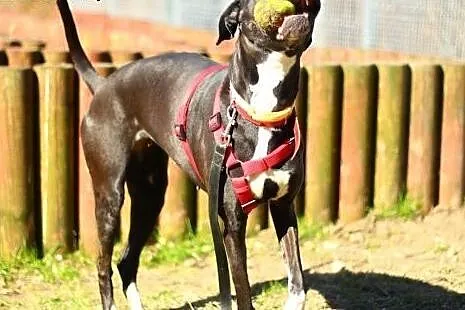 Urocza suczka do adopcji !,  mazowieckie Warszawa