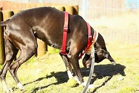 Urocza suczka do adopcji !,  mazowieckie Warszawa