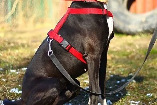 Urocza suczka do adopcji !,  mazowieckie Warszawa
