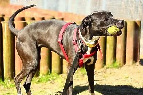 Urocza suczka do adopcji !,  mazowieckie Warszawa