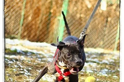 Urocza suczka do adopcji !,  mazowieckie Warszawa