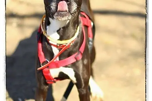 Urocza suczka do adopcji !,  mazowieckie Warszawa