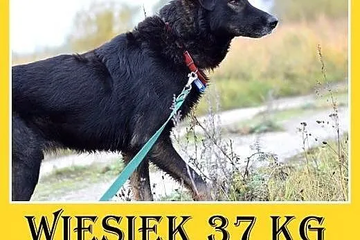 36kg,idealny,spokojny,łagodny,przyjazny duży pies WIESIEK.Adopcja,  wielkopolskie Rzeszów