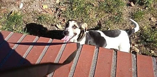 Łaciaty piesek do adopcji ! Feluś, pomorskie Słup