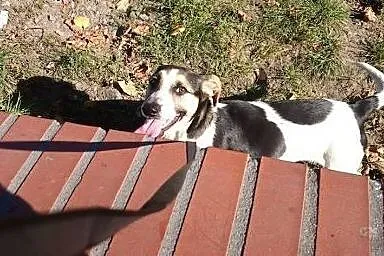 Łaciaty piesek do adopcji ! Feluś,  pomorskie Słup