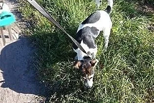 Łaciaty piesek do adopcji ! Feluś,  pomorskie Słup