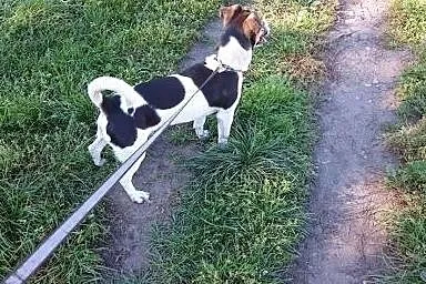 Łaciaty piesek do adopcji ! Feluś,  pomorskie Słup