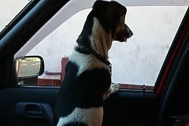 Łaciaty piesek do adopcji ! Feluś,  pomorskie Słup