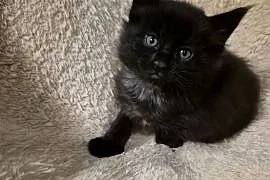 Kotki Maine-Coon
