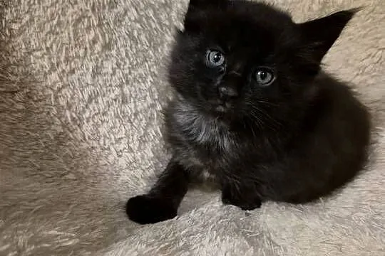Kotki Maine-Coon
