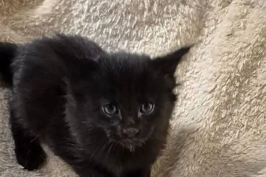 Kotki Maine-Coon, Śląskie, Będzin