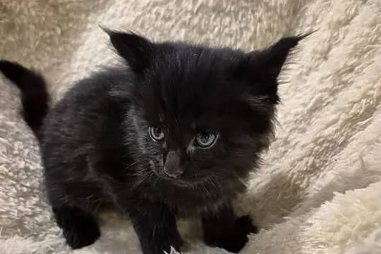Kotki Maine-Coon, Śląskie, Będzin
