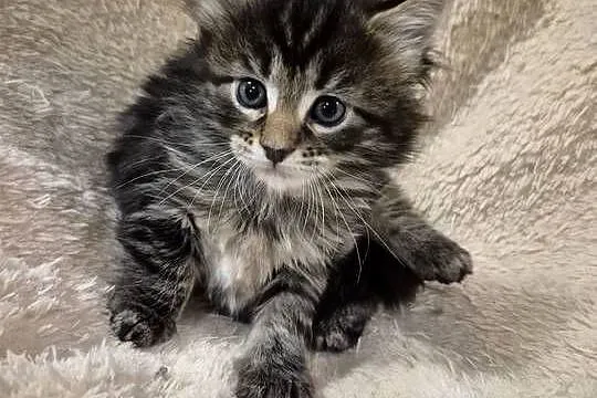 Kotki Maine-Coon, Śląskie, Będzin