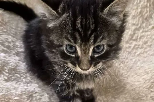Kotki Maine-Coon, Śląskie, Będzin