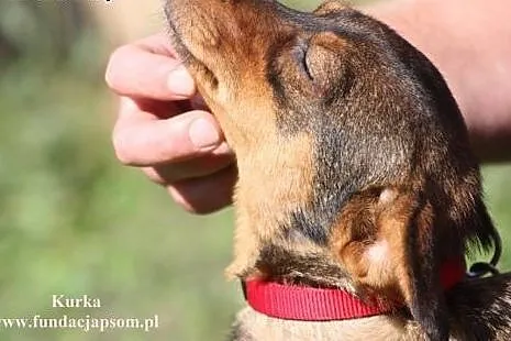 Kurka- wspaniała, wrażliwa sunia!,  mazowieckie No
