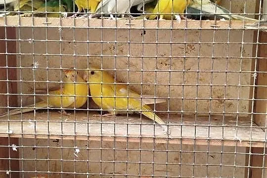 Sprzedam papugi faliste, Wielkopolskie, Bukowiec