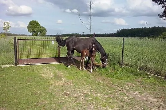 Ogierek małopolski po Nigra Hai bej oraz Nigra KAM