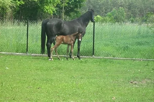 Ogierek małopolski po Nigra Hai bej oraz Nigra KAM