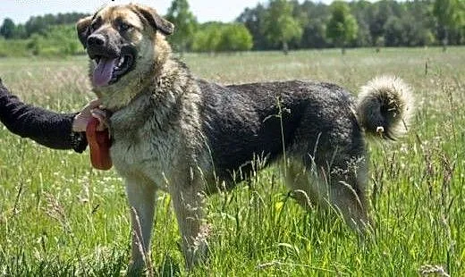 Carmen – piękny i młody owczarek poleca