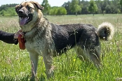 Carmen &#8211; piękny i młody owczarek poleca 