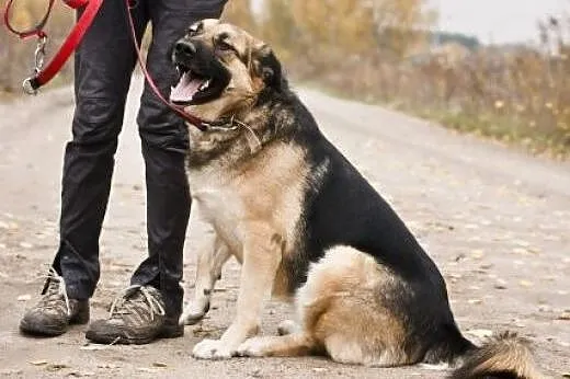 Carmen &#8211; piękny i młody owczarek poleca 
