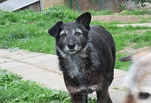 Szorściakowa Marika szuka spokojnego domu, Kundel