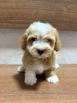 Hawańczyk Bichon Piękne zarejestrowane szczenięta na sprzedaż, Mazowieckie, Warszawa
