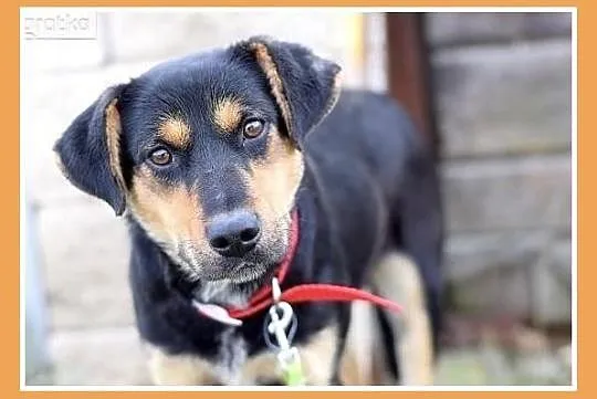 Średnia 18kg,łagodna,grzeczna,przyjazna suczka MISIA_Adopcja