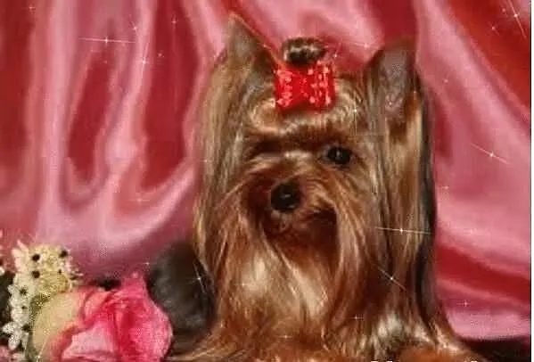 Yorki Yoreczki z Rodowodem