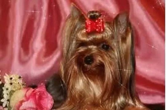 Yorki Yoreczki z Rodowodem