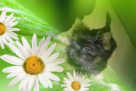 Yorki Yoreczki z Rodowodem