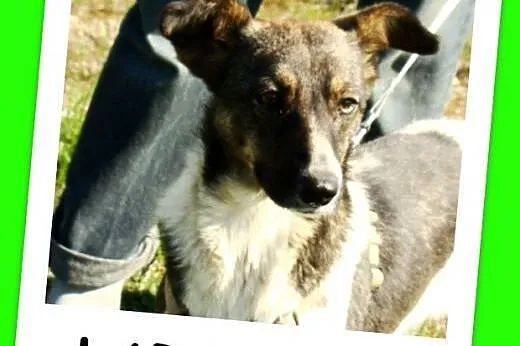 Przemiła radosna,wesoła sunia LARA,towarzyska,przy