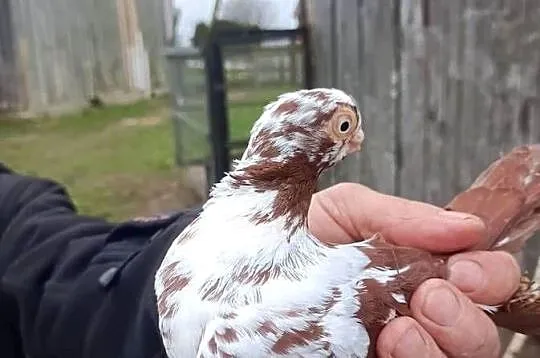 Motyl warszawski, Mazowieckie, Kuczbork-Wieś