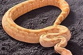 Boa constrictor samica